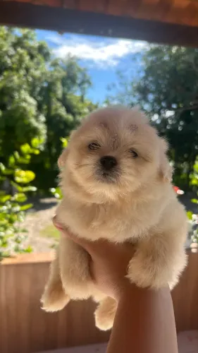 lindas filhotes de lhasa Pso com Lulu da Pomerânia! Conhecidas como lhapom