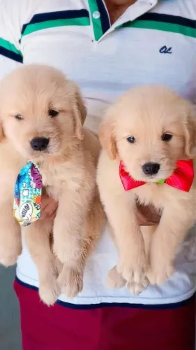 Golden retrivier