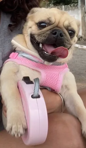 Cachorra raça PUG