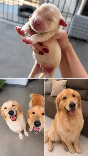 FILHOTES DE GOLDEN RETRIEVER