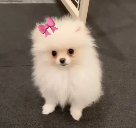 Lulu da Pomerania