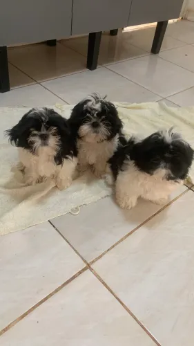 Shih tzu macho