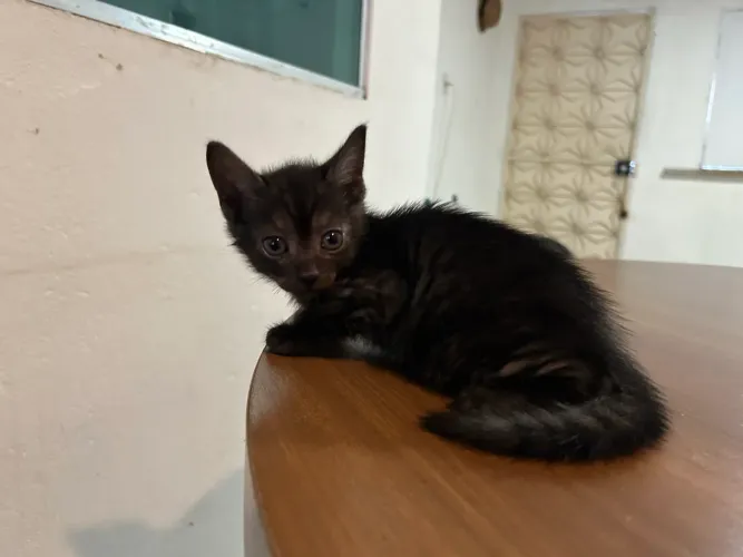 adoção de gatinhos pretos
