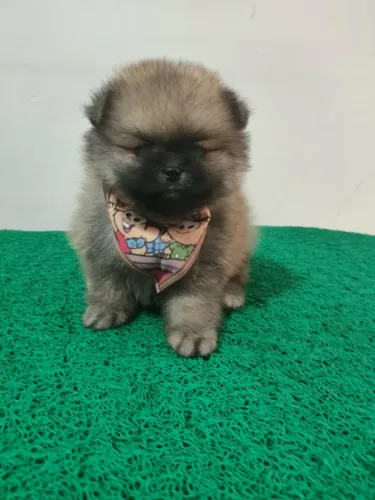 Pomerania