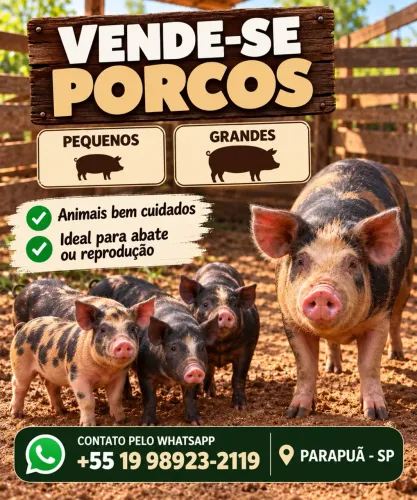 Porcos 