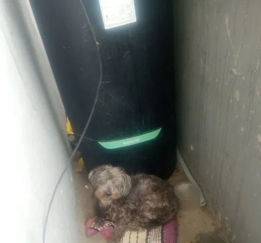 Doação de cachorro 