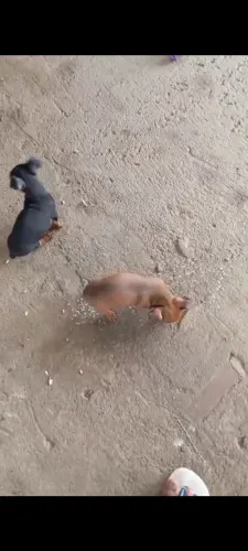 Vendo cachorro pinscher 01 macho