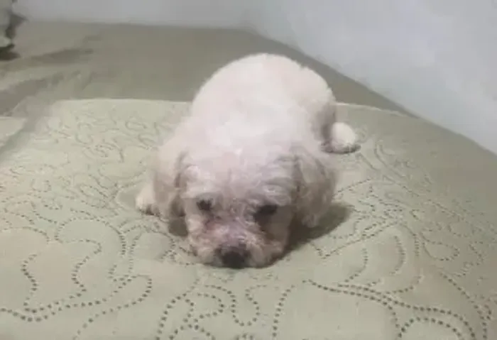 Doação filhote poodle toy