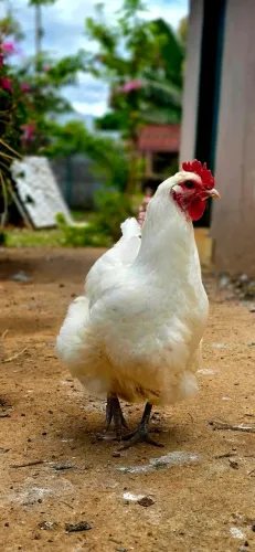 Galinha gigante branca de jersey.