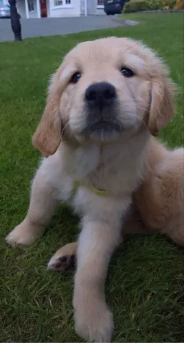 Golden Retriever Seu novo pet pode estar nesta publicação esperando você