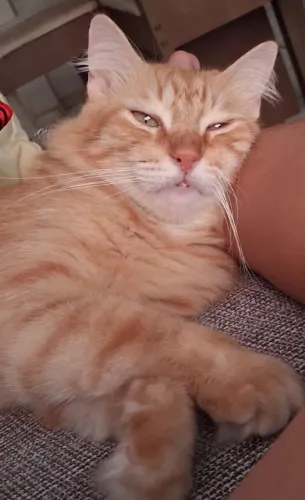 Gato para adoção
