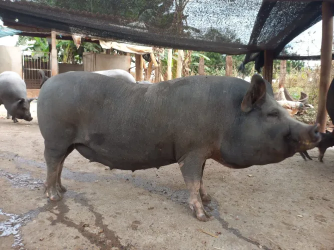 Porco caipira caruncho pelado