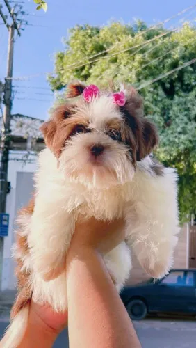 Shih tzu