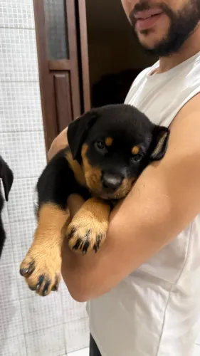 Filhotes de Rottweiler