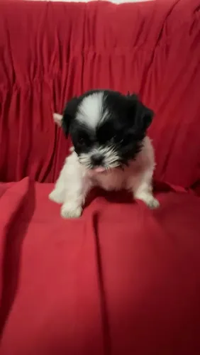 Shih tzu