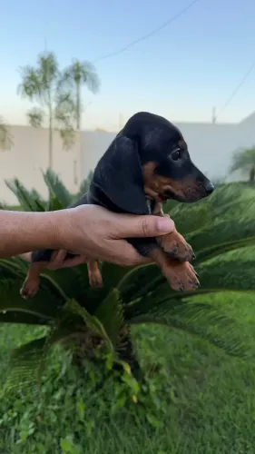 Salsicha macho miniatura