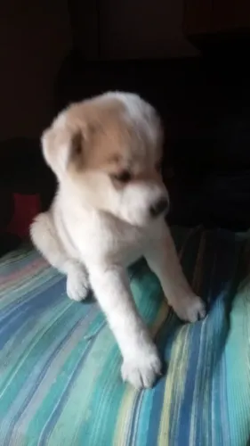 Doação de filhotes de cachorro