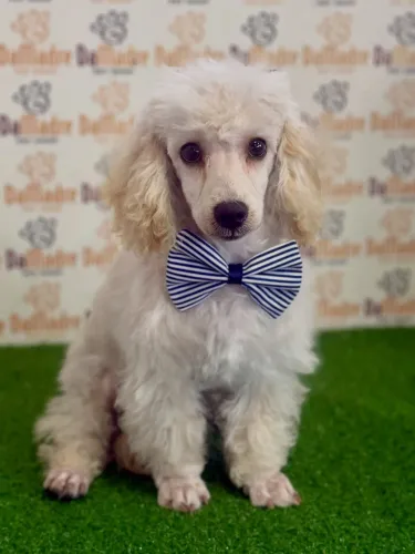 Poodle Macho