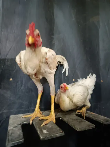 Casal de frango caipira.