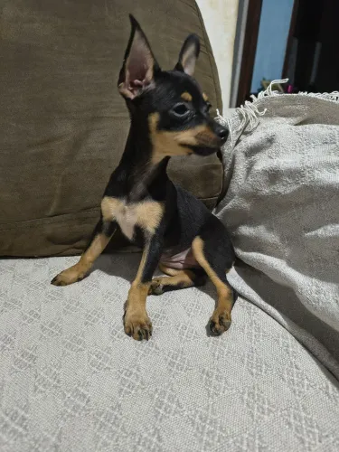 Pinscher fêmea