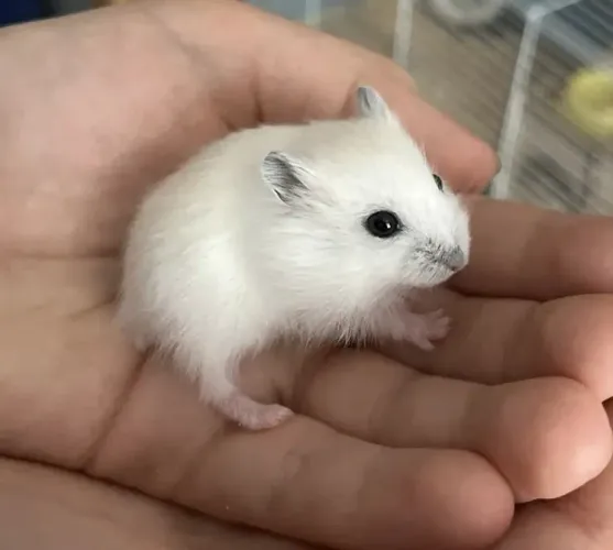 Hamster