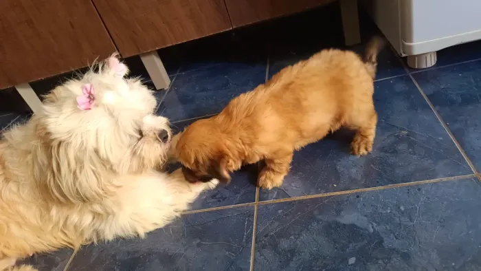 Filhotes de Lasha Apso + Yorkshire