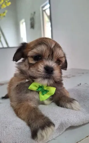 Shipoo fofo