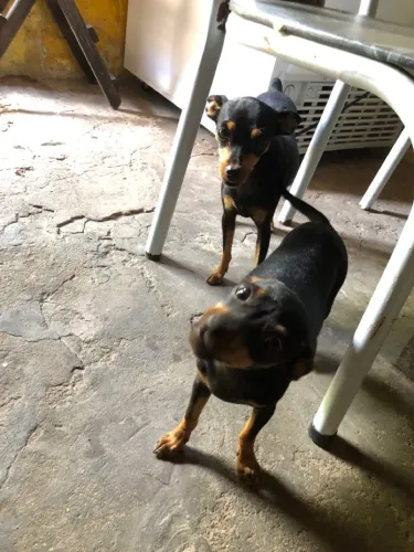 Pinsher 02 (mãe e filho)