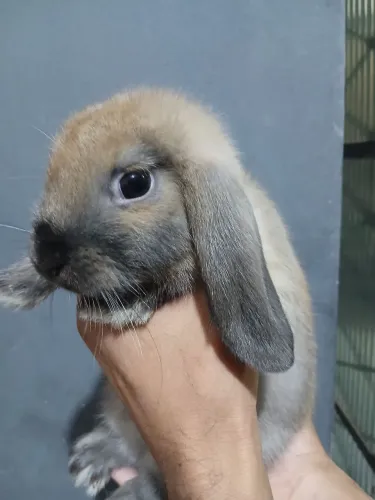 Coelho mini lop nacional