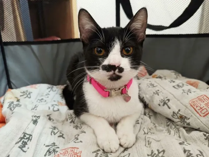 Gato doação