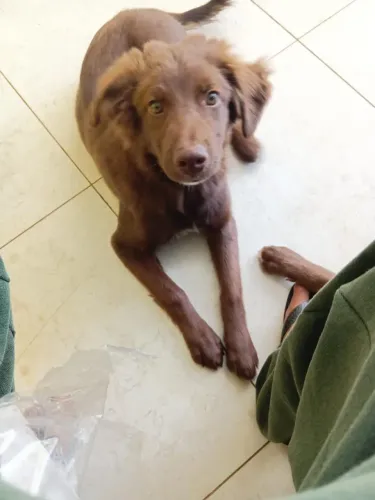 Mestiços de border collie para adoção.