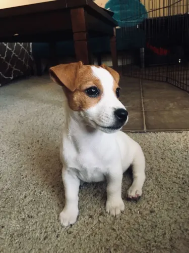 Jack russel com garantia de pureza 