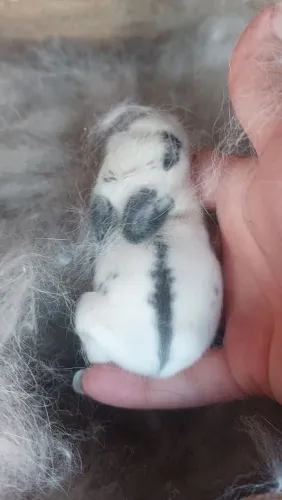 Mini Coelho Branco e Cinza muito dóceis e carinhosos 