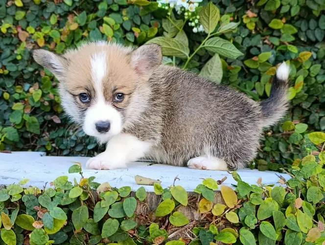 Corgi Pembroke, filhotes maravilhosos