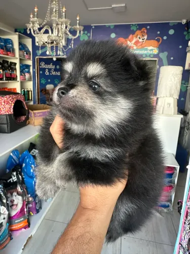 Filhotes de Spitz Alemão (Lulu da Pomerania)
