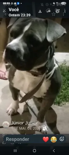 Qualquer raça para cruzar com meu macho AMERICAN BULLY 