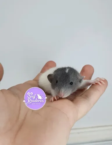 Ratinhos Twister Filhotes