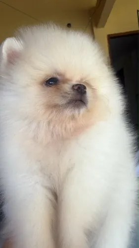 Spitz alemão fêmea anã branca