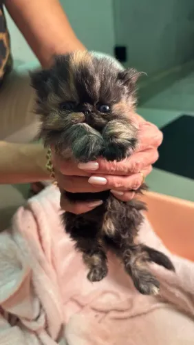 Gato Persa