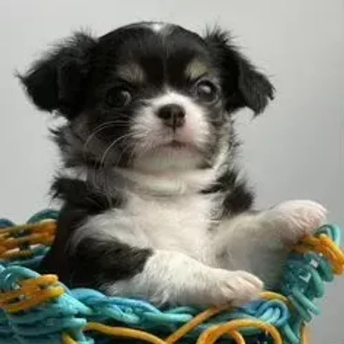 Chihuahua,Chihuahua Filhote Pronto Para Novo Lar