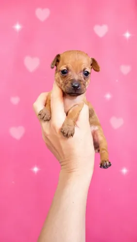 Pinscher mini fêmea e macho parcelo e entrego