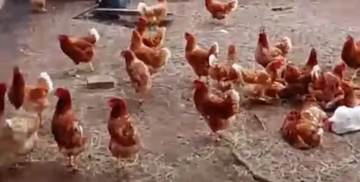 Galinhas de postura