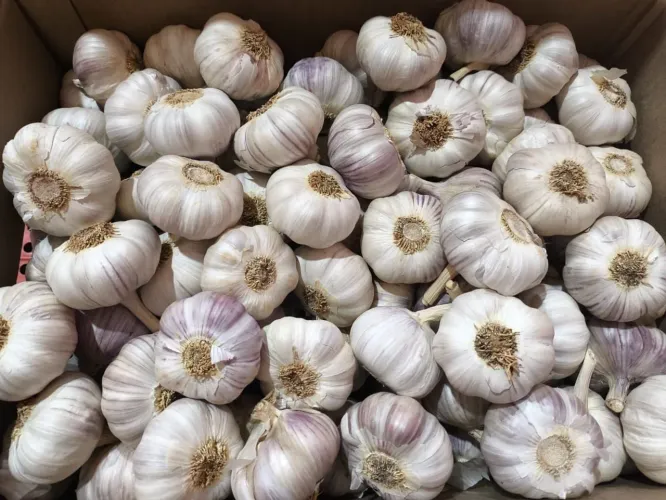 alho roxo nacional atacado caixa 10kilo 