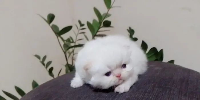 Gatinha Persa Himalaio
