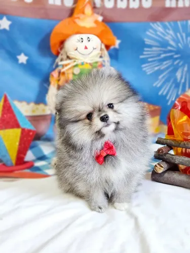Spitz Alemão - Lulu da Pomerânia machos 