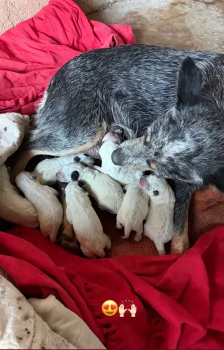 Blue Heeler (boiadeiro)