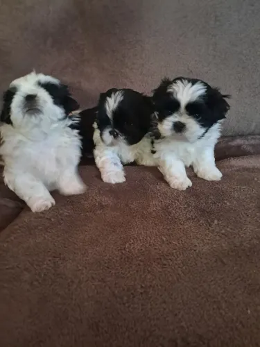 Lindos filhotes de Shih tzu machos