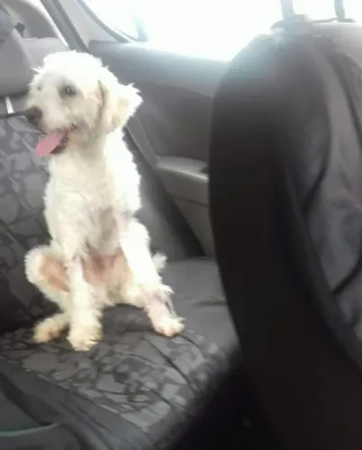 Cachorro perdido