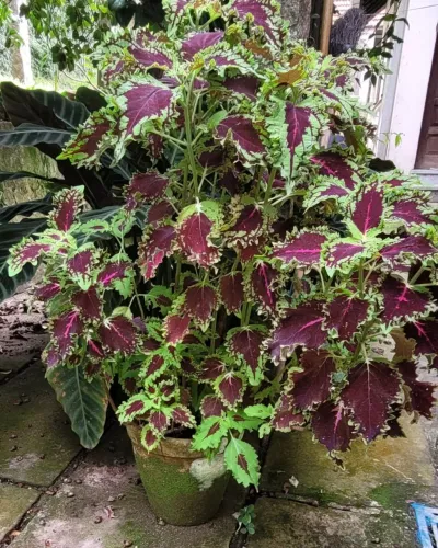 Planta Cóleus em vaso de barro grande