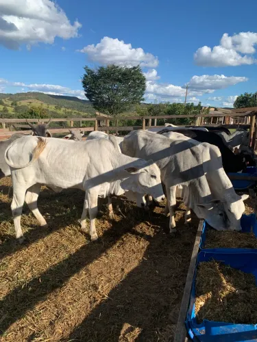 12 novilhas 2900 CADA